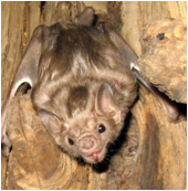 BAT1.png