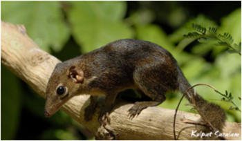 Tupaia belangeri chinensis 01.png