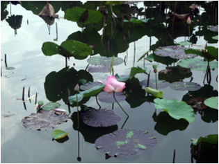 Nelumbo nucifera01.png