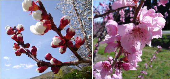 Prunus persica 01.png