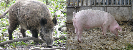 Sus scrofa1.png