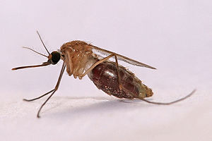 800px-Anopheles gambiae Mosquito.jpg