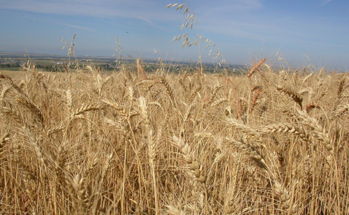 Triticum urartu 01.PNG