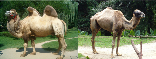 Camelus bactrianus01.png