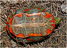 Turtle01.png